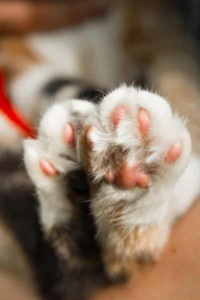 Tricolor macskák ' paws Vértes-ra homályos háttér. alátétek és karmok makró — Stock Fotó