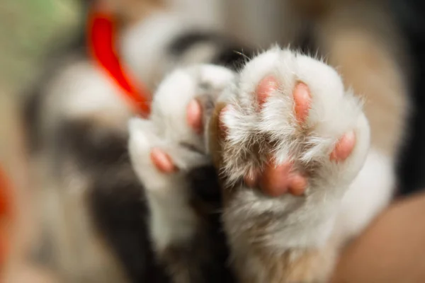 Tricolor macskák ' paws Vértes-ra homályos háttér. alátétek és karmok makró — Stock Fotó