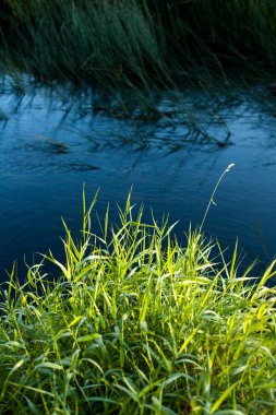 Sabahın erken saatlerinde nehrin yeşil otu ve mavi suları arasında parlak bir kontrast