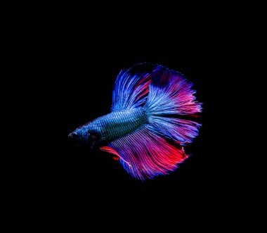 Beta balığı, siyam dövüşü, siyah arka planda izole edilmiş ihtişamlı bahis.