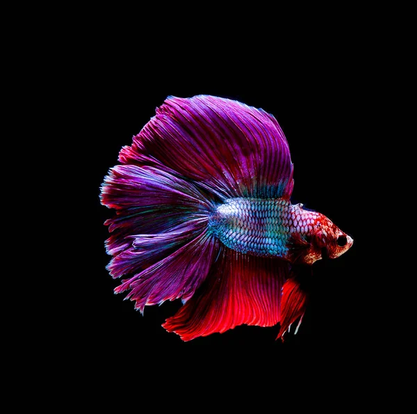 Betta Fisk Siamesiska Slagsmål Betta Splendens Isolerad Svart Bakgrund — Stockfoto