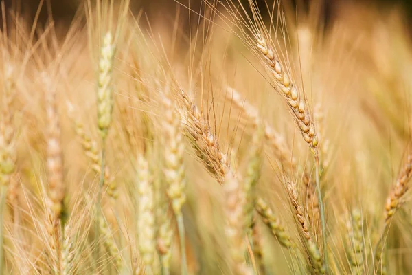 Πεδίο Barley Στο Sunset — Φωτογραφία Αρχείου