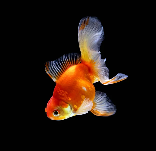 Goldfish Isolado Fundo Preto Escuro — Fotografia de Stock