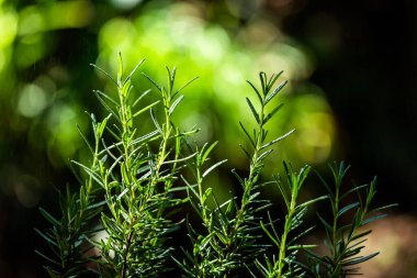 Taze Rosemary Herb dışarıda yetişiyor. Biberiye yaprakları Yakın plan