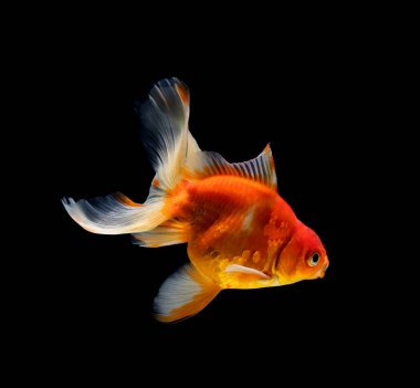 Japon balığı koyu siyah bir arkaplanda izole edilmiş.