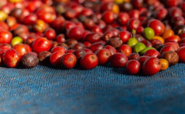 Taze Arabika kahve dutları. Organik kahve çiftliği