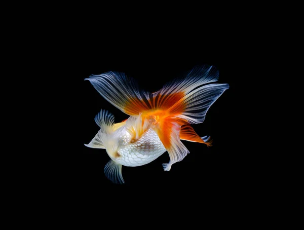 Goldfish Isolado Fundo Preto Escuro — Fotografia de Stock