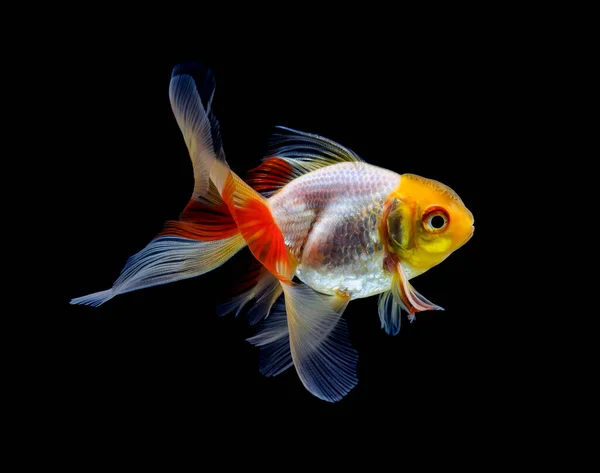 Goldfish Isolado Fundo Preto Escuro — Fotografia de Stock