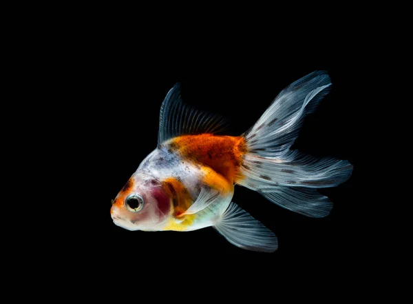 Pez Dorado Aislado Sobre Fondo Negro Oscuro — Foto de Stock