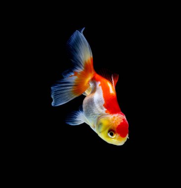 Japon balığı koyu siyah bir arkaplanda izole edilmiş.