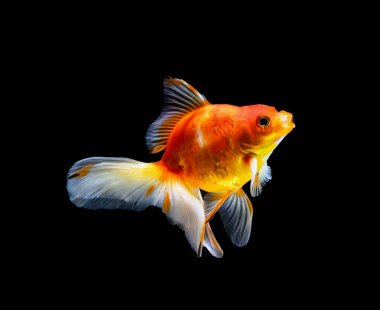 Japon balığı koyu siyah bir arkaplanda izole edilmiş.