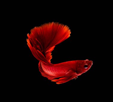 Beta balığı, siyam dövüşü, siyah arka planda izole edilmiş ihtişamlı bahis.