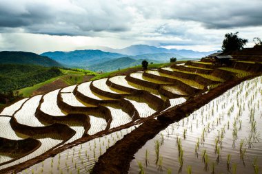 Tayland, Chiang Mai 'deki pirinç tarlaları.