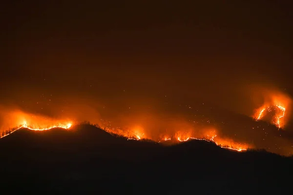 Incendio Forestal Ardiendo Árboles Por Noche — Foto de Stock