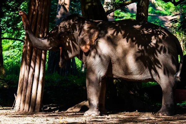 Elefante Selvagem Bela Floresta — Fotografia de Stock