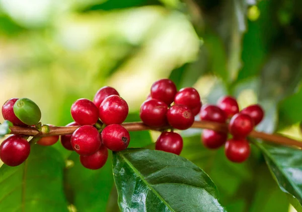 Granos Café Madurando Árbol Norte Tailandia — Foto de Stock