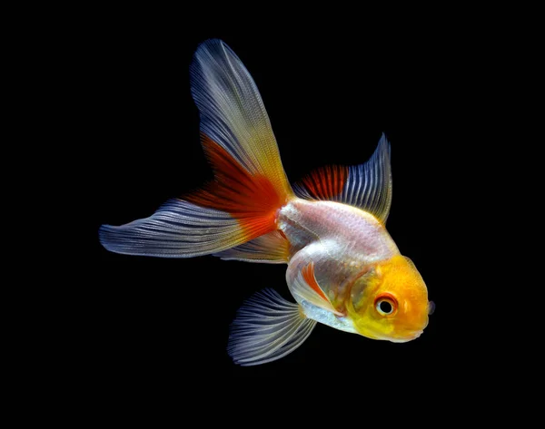 Goldfish Isolado Fundo Preto Escuro — Fotografia de Stock