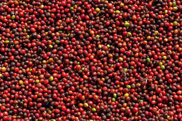 Fresh Arabica coffee berries . Organic coffee farm