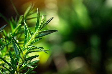 Taze Rosemary Herb dışarıda yetişiyor. Biberiye yaprakları Yakın plan