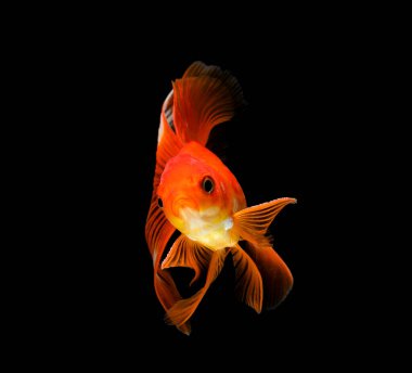 Japon balığı koyu siyah bir arkaplanda izole edilmiş.