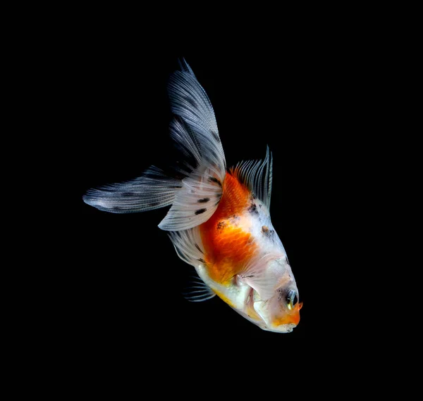 Pez Dorado Aislado Sobre Fondo Negro Oscuro —  Fotos de Stock