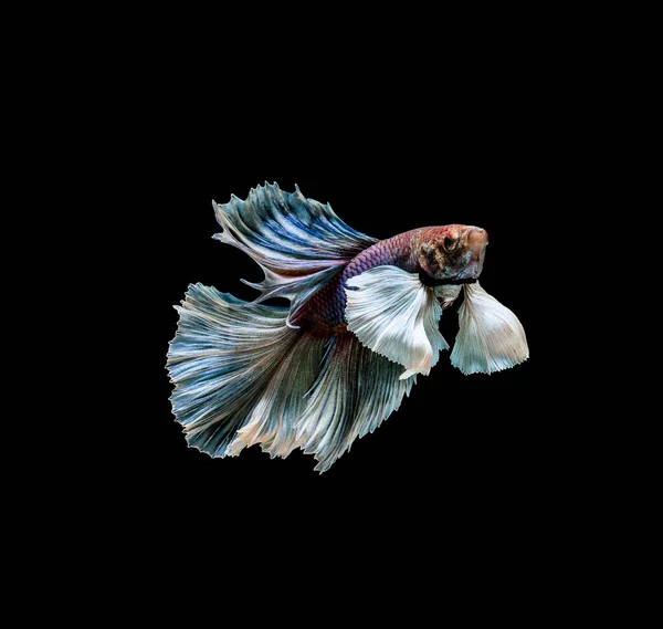 Renkli Beta Balığı Siyam Dövüşen Balığı Kara Arka Planda Izole — Stok fotoğraf