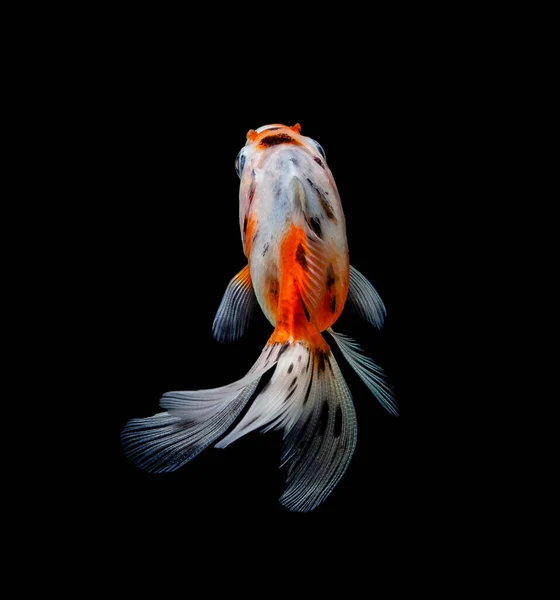 Золотые Рыбки Изолированы Темном Черном Фоне — стоковое фото