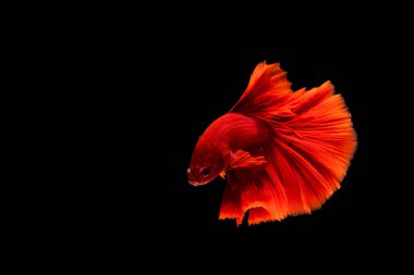 Beta balığı, siyam savaşçısı balıklar, siyah arka planda izole edilmiş betta ihtişamı.