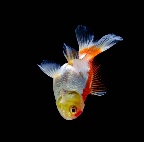 Pez Dorado Aislado Sobre Fondo Negro Oscuro —  Fotos de Stock