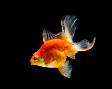 Japon balığı koyu siyah bir arkaplanda izole edilmiş.