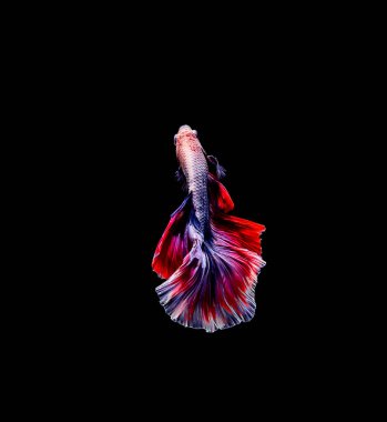 Beta balığı, siyam savaşçısı balıklar, siyah arka planda izole edilmiş betta ihtişamı.