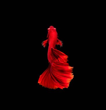 Beta balığı, siyam savaşçısı balıklar, siyah arka planda izole edilmiş betta ihtişamı.