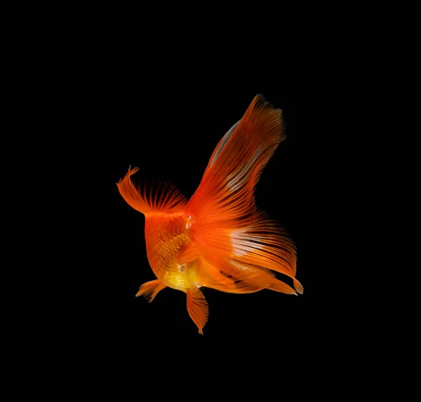 Goldfish Isolado Fundo Preto Escuro — Fotografia de Stock