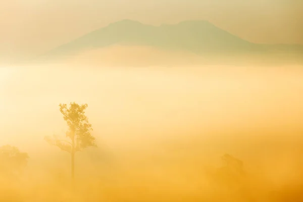 Pinus mugo - It is also known as creeping pine, dwarf mountain pine — Stock Image Pinus Mugo Also Known Creeping Pine Dwarf Mountain Pine Stock Photo