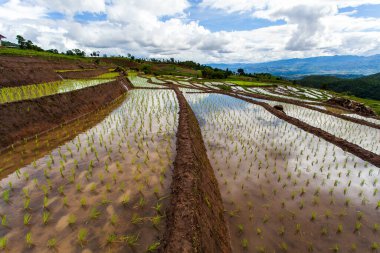 Tayland, Chiang Mai 'deki pirinç tarlaları.