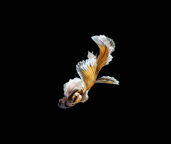 Barevné Betta Ryby Siamské Bojové Ryby Pohybu Izolované Černém Pozadí — Stock fotografie