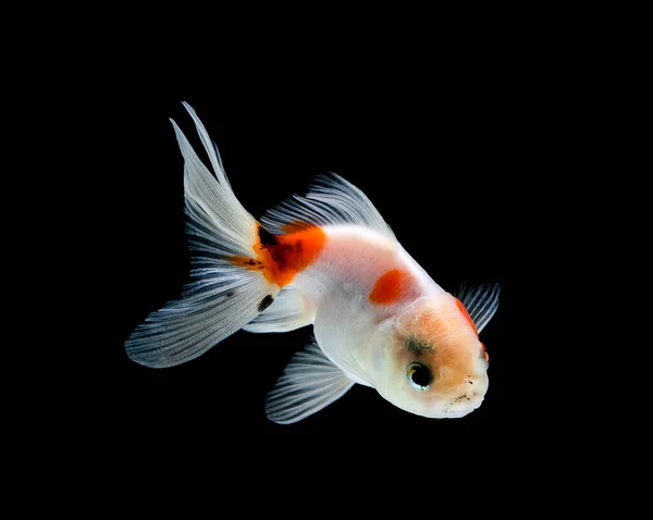 Pesce Rosso Isolato Uno Sfondo Nero Scuro — Foto Stock