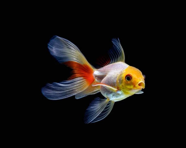 Goldfish Isolado Fundo Preto Escuro — Fotografia de Stock