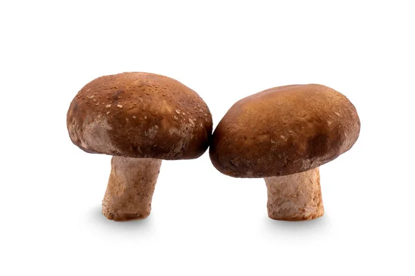 Shiitake Mushroom White Background — Stock Photo, Image