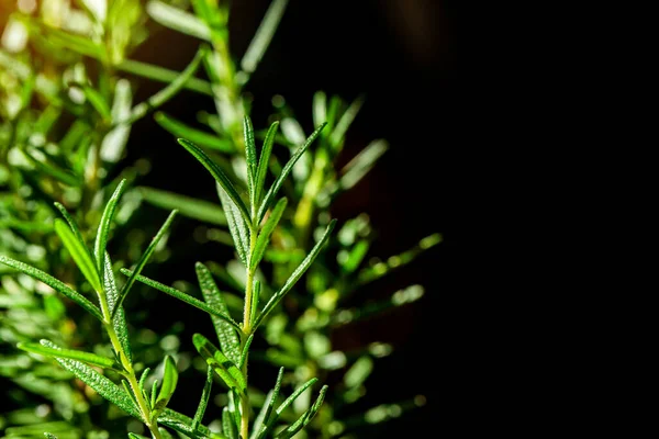 新鲜的迷迭香药草生长在室外 迷迭香树叶特写 — 图库照片