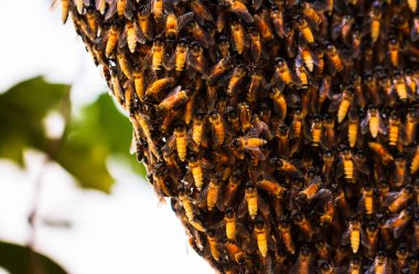 Arılarda bal peteğindeki arılara yakın çekim