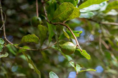 Macadamia fındıkları hasat için hazır.