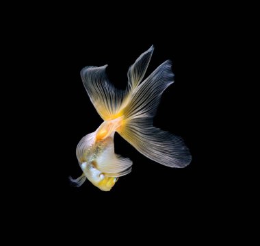 Japon balığı koyu siyah bir arkaplanda izole edilmiş.