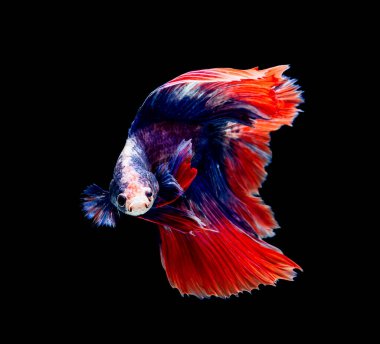 Beta balığı, siyam dövüşü, siyah arka planda izole edilmiş ihtişamlı bahis.