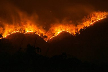 Yangın. çam ormanı duman ve alevler içinde yanan orman yangını,.