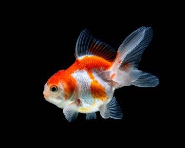 Japon balığı koyu siyah bir arkaplanda izole edilmiş.