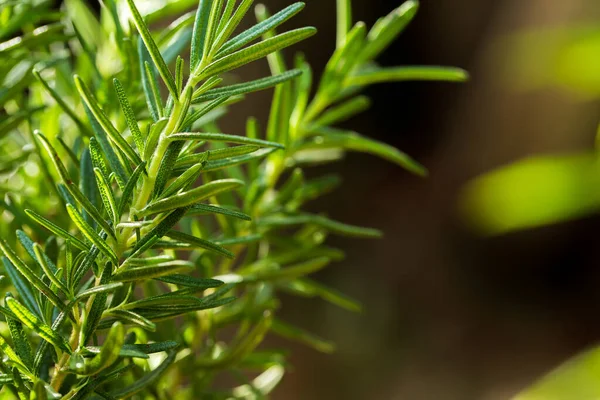 Rosemary Herb Fresco Crescer Livre Folhas Alecrim Close — Fotografia de Stock