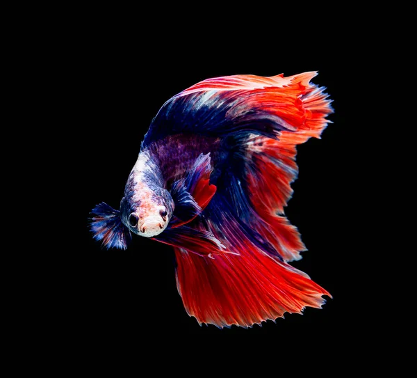 Beta balığı, siyam dövüşü, siyah arka planda izole edilmiş ihtişamlı bahis.