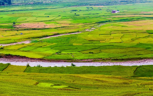 Campos Arroz Verde Terrazas Muchangchai Vietnam Campos Arroz Preparan Cosecha — Foto de Stock