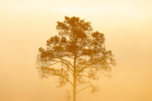 Pinus mugo - It is also known as creeping pine, dwarf mountain pine — Stock Image Pinus Mugo Also Known Creeping Pine Dwarf Mountain Pine Royalty Free Stock Photos